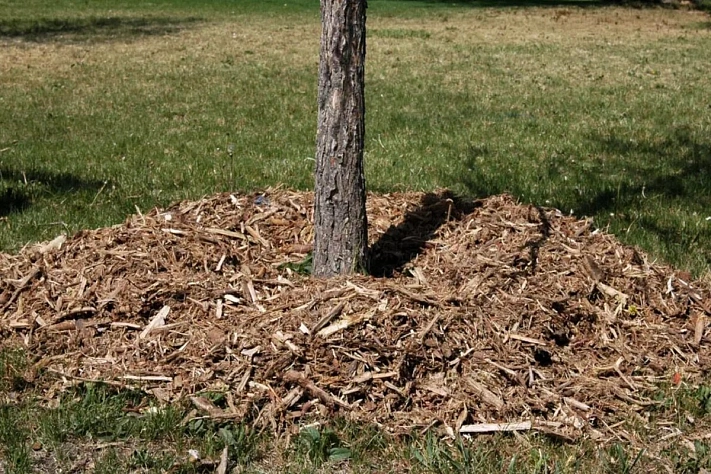 Зачем в ноябре мульчировать приствольные круги деревьев