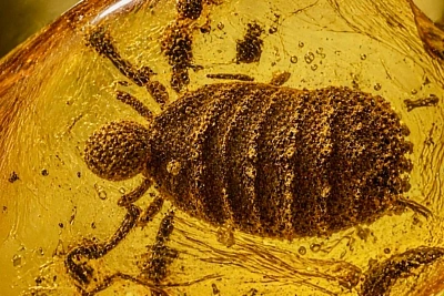 В янтаре возрастом 35 миллионов лет нашли неизвестный вид паукообразных