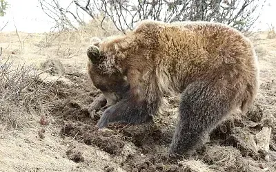 На кладбище под Златоустом появился медведь-трупоед
