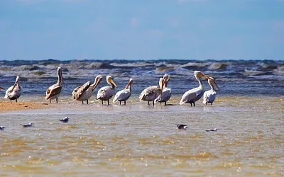 Каспийское море стало мельче