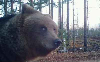 Медведя-Джоконду обнаружили в лесу под Нижним Новгородом