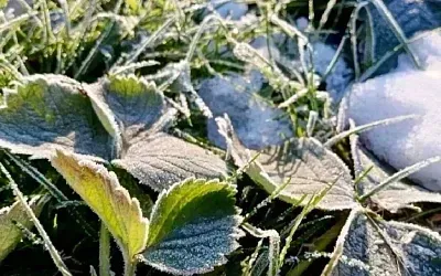 Заморозки вернутся: как уберечь клубнику от холодов весной