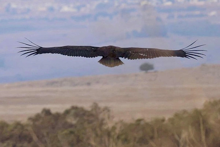 Редкая тень над Гамлой получает кольцо