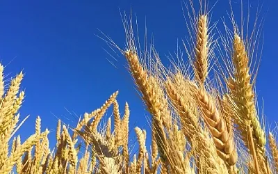 Экспорт российской пшеницы сократился на четверть