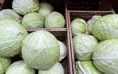 Как хранить капусту, чтобы она пролежала до самой весны