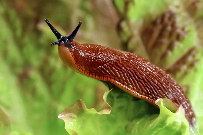 Дачников предупредили о нашествии испанских слизней