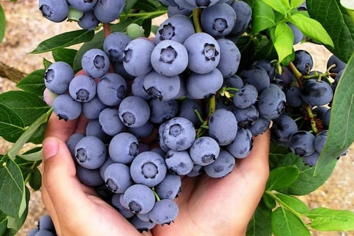 Как выбирать голубику?