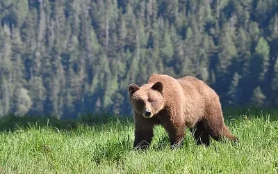 В российском посёлке детей перевели на дистанционку из-за медведей