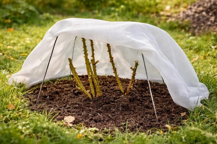 Как оживить розы весной, если они не проснулись