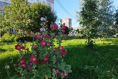 секреты мальвы - королевы засухи