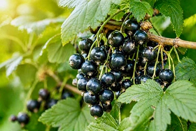 что посадить рядом со смородиной и что лучше не смешивать