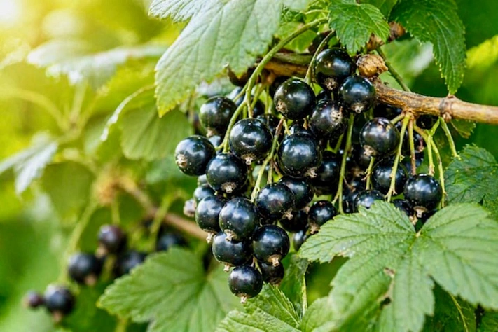 Что посадить рядом со смородиной и что лучше не смешивать