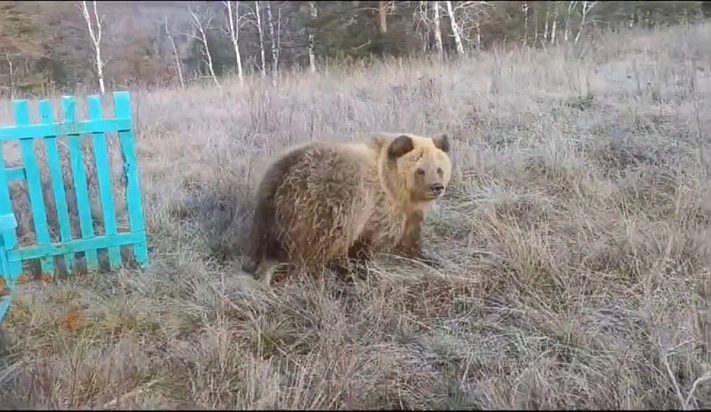 Житель Башкирии подобрал и выходил сбитого на трассе медвежонка