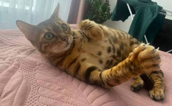 В Одинцово продают кошку за 15 миллионов