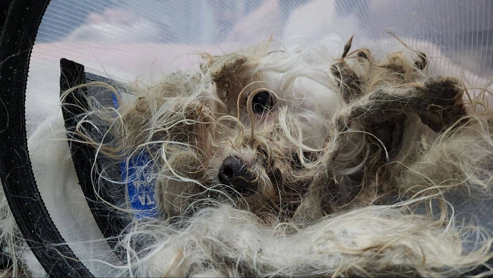 В Подольске к людям вышла болонка, скитавшаяся в лесу 1.5 года