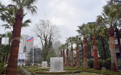 В Сочи жуки уничтожили тысячу пальм