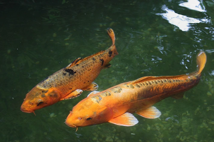 Учёные: некоторые рыбы и животные стали наркозависимыми из-за медицинских отходов