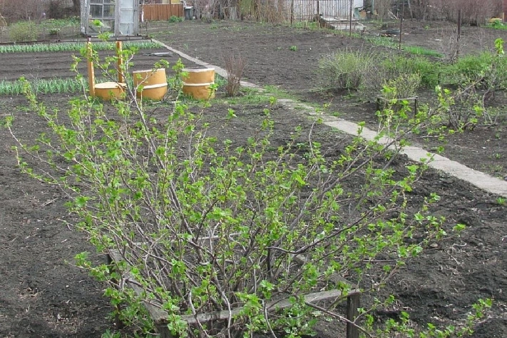 Какие удобрения нужны деревьям и кустарникам в апреле