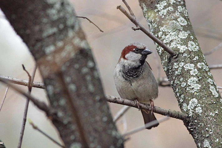 В России стартовала зимняя перепись воробьёв