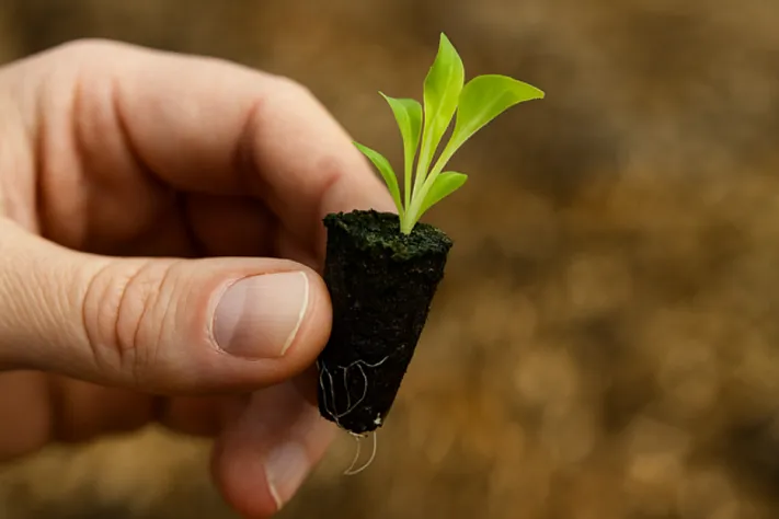 Как почва учится засухе и помогает растениям выжить