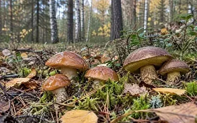 Грибы в Подмосковье сейчас по итогам сентября