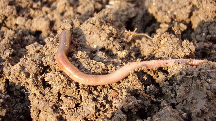 Учёные оживили червей, которые провели 46 тысяч лет в вечной мерзлоте  {Изнанка.news} 31.07.2023 10:00:00