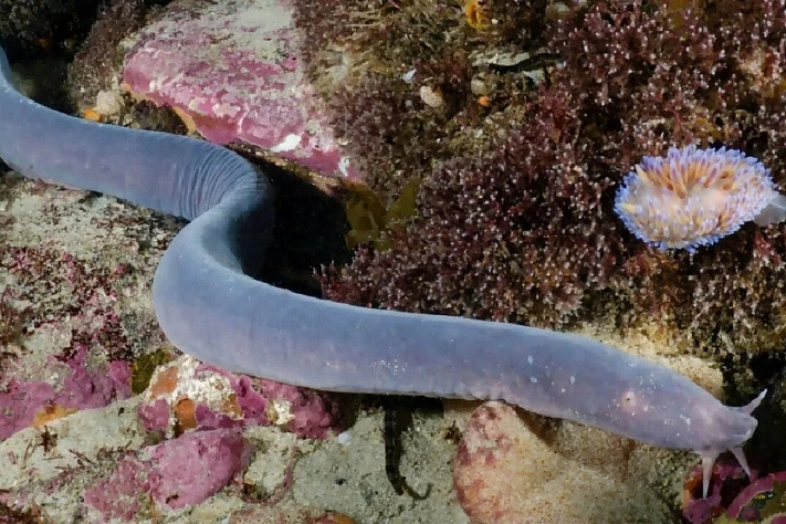 «Рыбы-ведьмы» попадут на прилавки в России