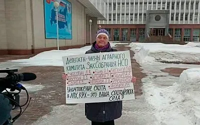 В Новосибирске задержали фермершу, потерявшую 200 голов скота