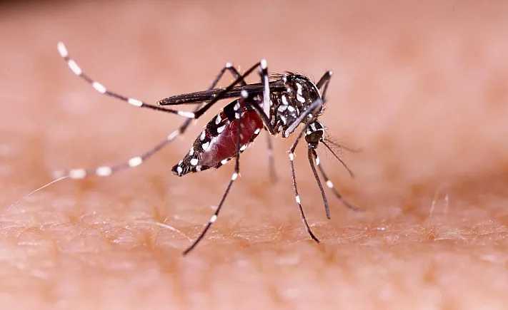 В Роспотребнадзоре рассказали о возможности эпидемии лихорадки денге