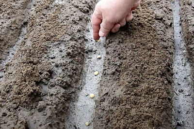 что посеять в конце апреля