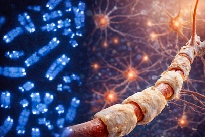 горный ген не лечит рассеянный склероз, но подсказывает новое направление