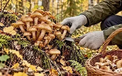 Как и где правильно собирать опята осенью