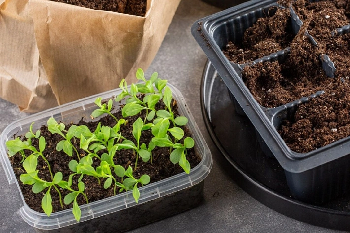 Почему всходы из семян появляются неравномерно