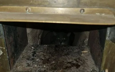 В Эрмитаже поймали кота-нелегала