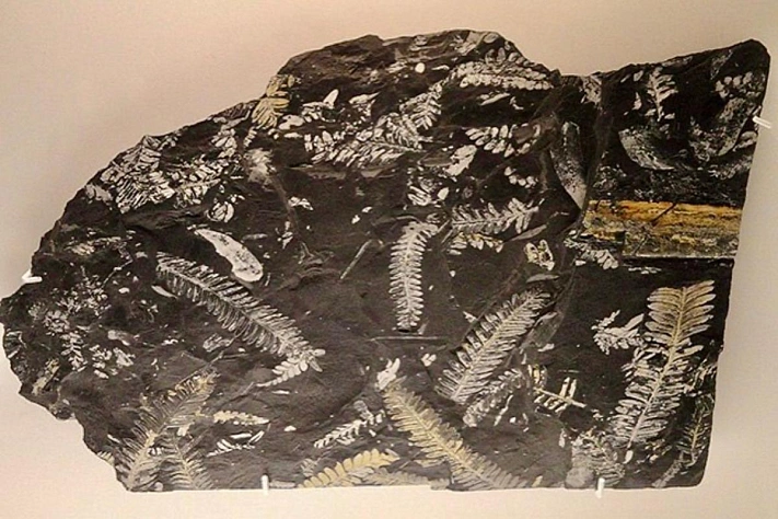 Почему растения уже 300 миллионов лет растут почти по одним правилам