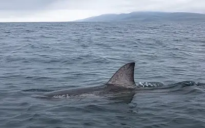 Нашествие акул дошло до Сахалина