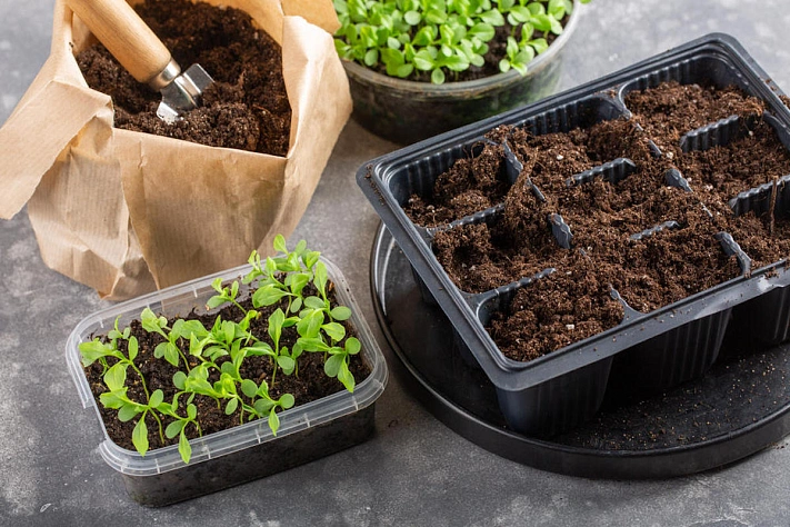 Как правильно подкармливать рассаду