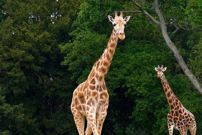 В Британии проведали уникальную операцию операции