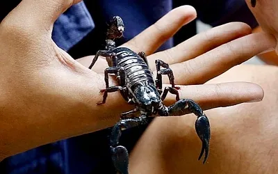 Яд амазонского скорпиона и рак груди