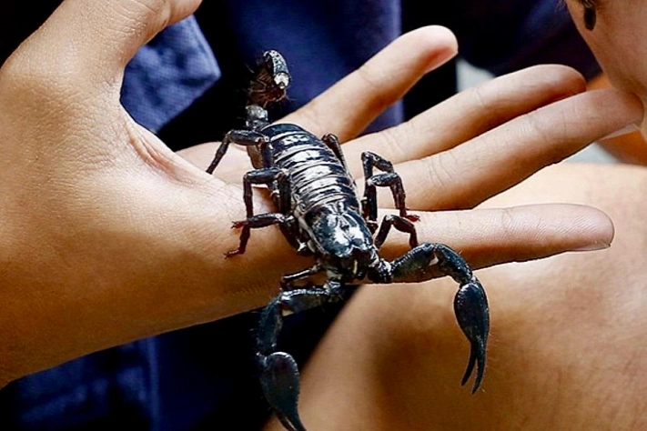 Яд амазонского скорпиона и рак груди