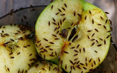 Откуда берутся плодовые мушки и как от них избавиться