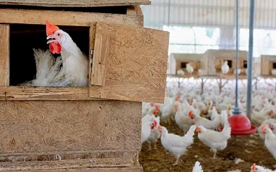 Израильская курятина попала в спор о стандартах