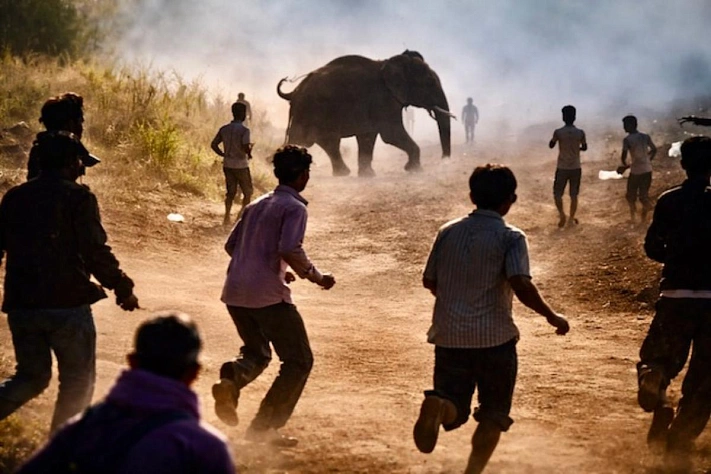 В Индии ищут слона, который за десять дней убил десятки людей