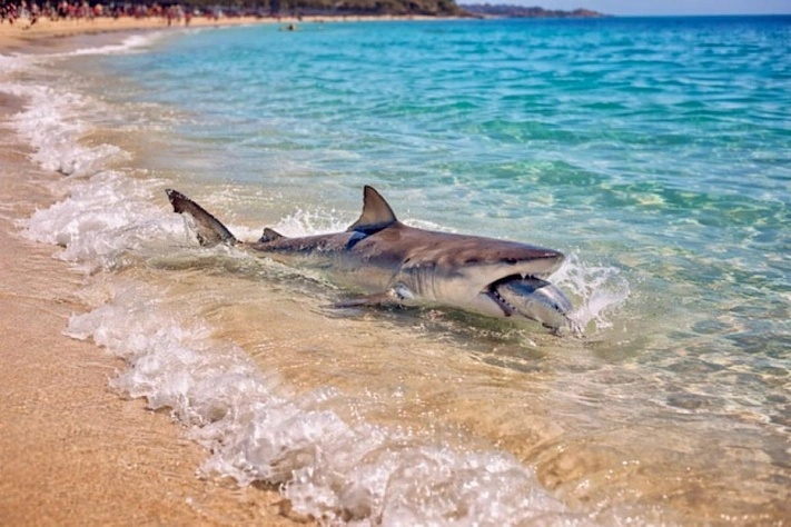 Пляжи в районе Хургады закрыли после появления акулы у берега