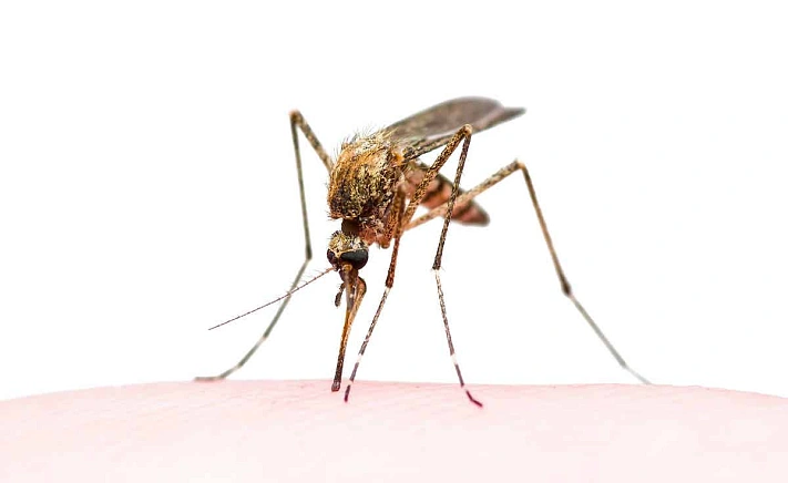 Тайские комары проникли в Сибирь