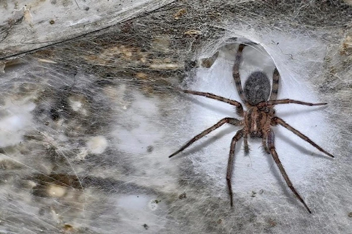 Паучий мегаполис в карстовой пещере, занявший целую стену
