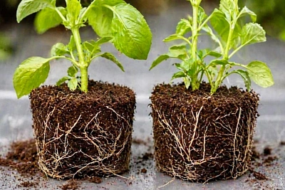 натуральные стимуляторы корней и что из этого действительно работает