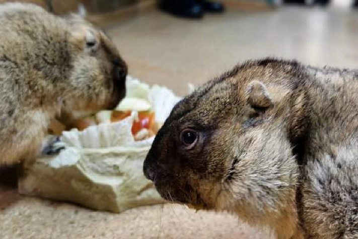 Тульские сурки предсказали , какой будет весна