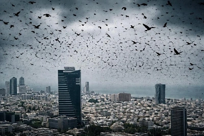 почему небо над тель-авивом почернело от птиц и при чём тут не пророчество