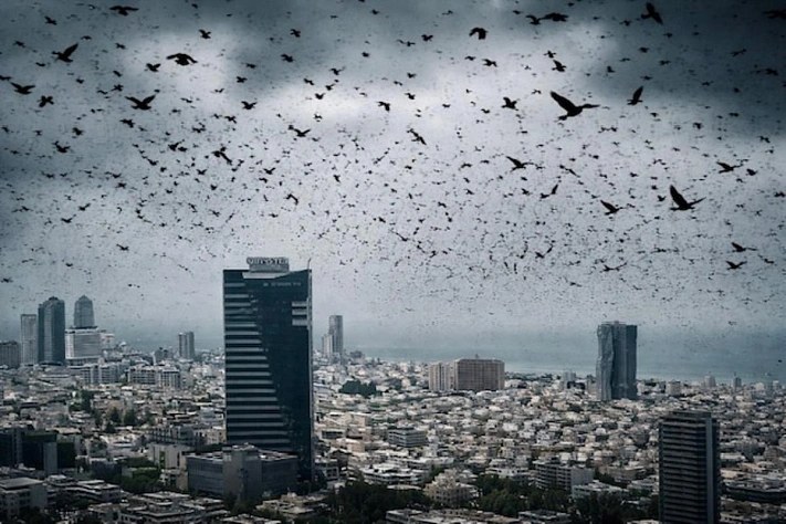 Почему небо над Тель-Авивом почернело от птиц и при чём тут не пророчество